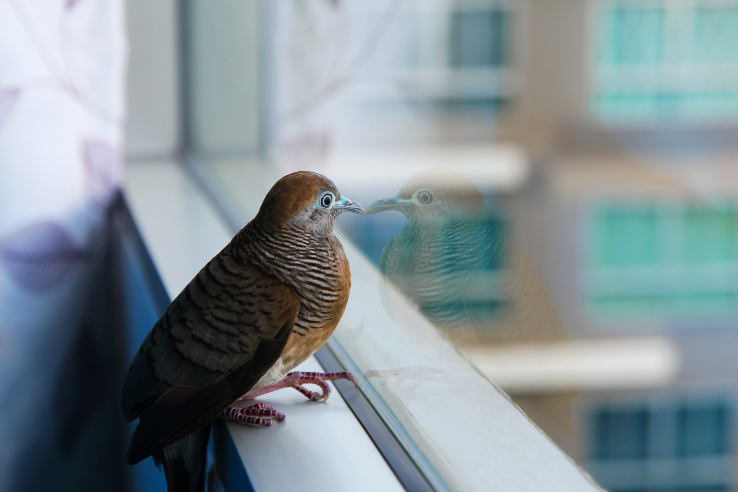 bird divert houston windows